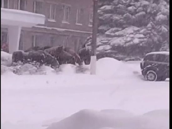 В Сафонове под завесой снегопада приблудился табун лошадей
