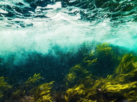 Израильские ученые выделили из морских водорослей электричество