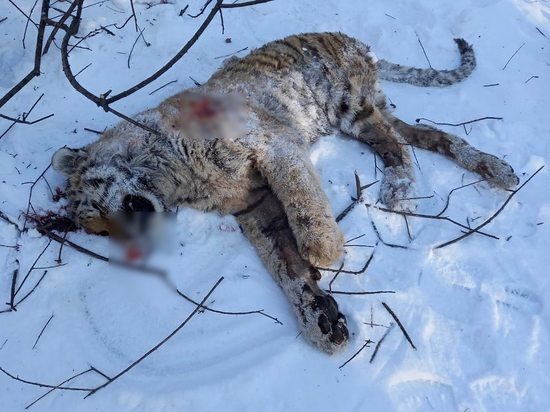 В Приморье нашли убитого Амурского тигра