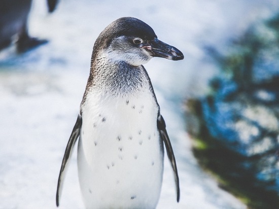 В британском зоопарке популяция пингвинов вымерла от малярии