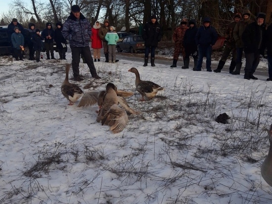 В Курской области 7 января состоялись гусиные бои