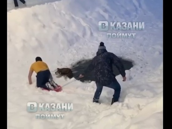 Казанцы спасли провалившуюся под лед собаку
