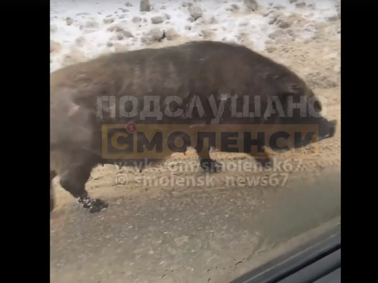 В Смоленске на улице Бабушкина разгуливала свинья
