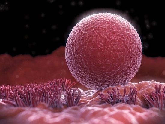 Sasapost: из неоплодотворенной яйцеклетки может сформироваться эмбрион человека