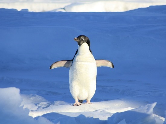 Народные приметы и праздники: сегодня День обучения танцам пингвинов