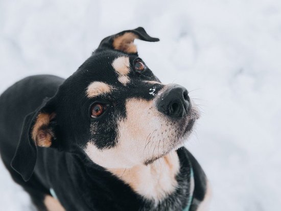 Барнаульцы просят помочь собаке, которая две недели ходит с капканом на лапе