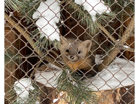 Рассказываем, как правильно распрощаться с новогодней елкой после праздников