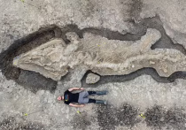 Окаменевшие останки гигантского ихтиозавра – доисторического морского ящера, жившего примерно 180 млн лет назад, обнаружили палеонтологи в Великобритании