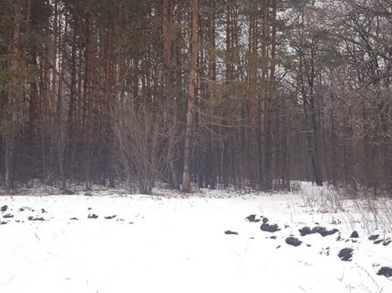 В Бугурусланском районе незаконно вырубили сосны