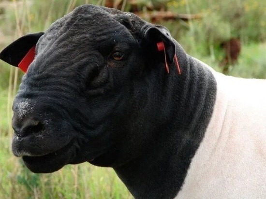 В северном районе Астраханской области начали разводить  бесшерстных овец