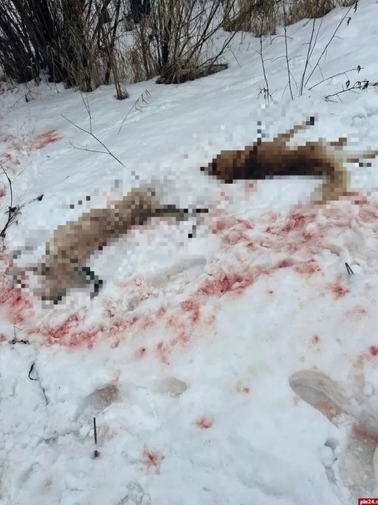 В Гдовском районе не стали возбуждать уголовное дело по факту расстрела собак