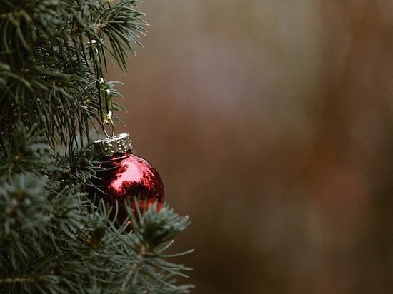 Югорчан призывают правильно утилизировать новогодние елки