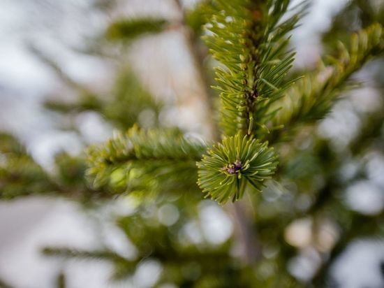 Жителей Южно-Сахалинска просят не выбрасывать елки на помойку
