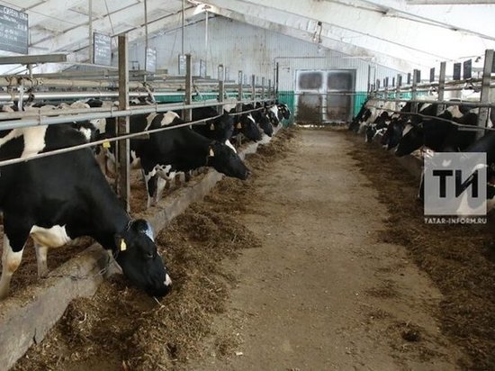В Татарстане построят еще 15 молочных комплексов