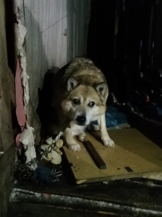 Псковские зоозащитники спасли брошенную в холодном сарае собаку
