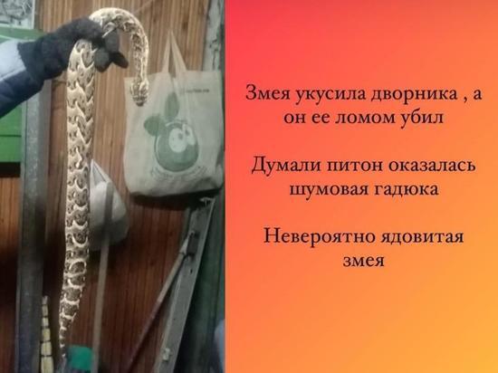 Смертельно-ядовитая змея укусила дворника в Новосибирске