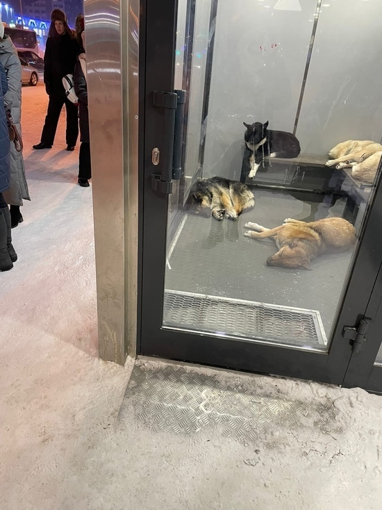 В Новом Уренгое собаки оккупировали теплую остановку: люди боятся и мерзнут на улице