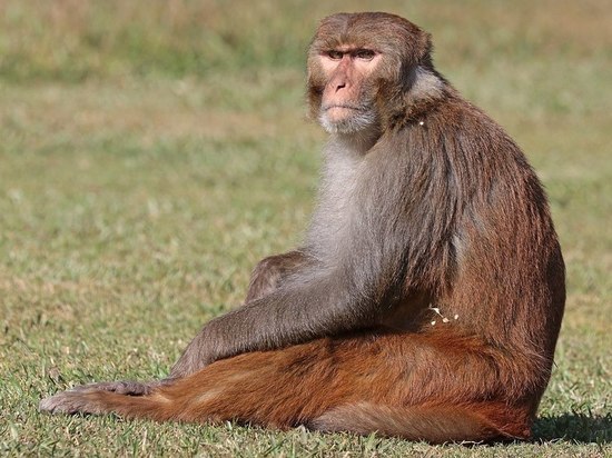 В подмосковном зоопарке обезьяна прокусила палец ребенку
