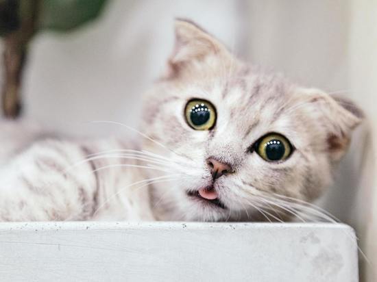 Ученые в США нашли у кошек опасный для человека коронавирус