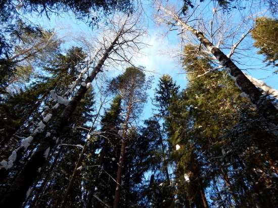 В 2021 году ущерб от незаконных рубок леса в Марий Эл составил 12,1 млн. рублей