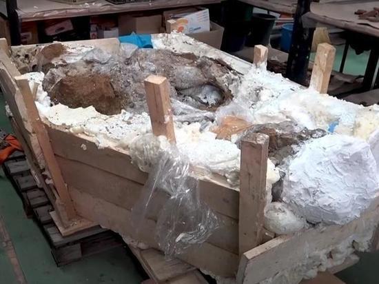 Азовские археологи готовят к экспозиции череп мамонта