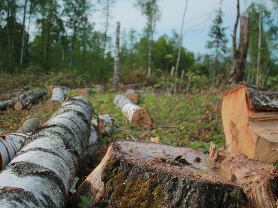 «Эко-город» вырубит 181 одно дерево около парка Теодора Кроне в Калининграде