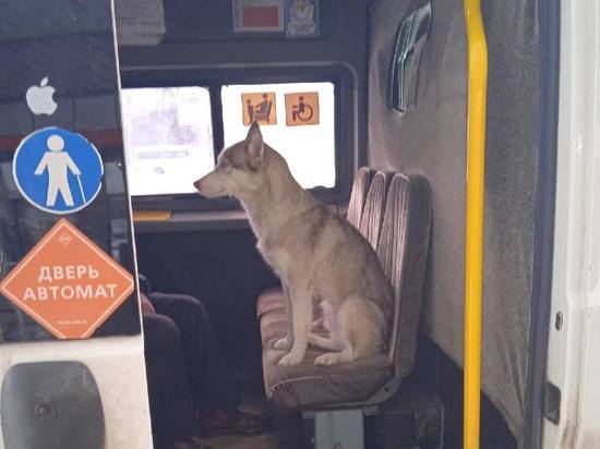 Потерявшийся пес хаски ездил по Копейску на маршрутке и сам искал хозяина