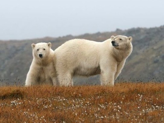Миграция белых медведей на Чукотку обеспокоила жителей Аляски