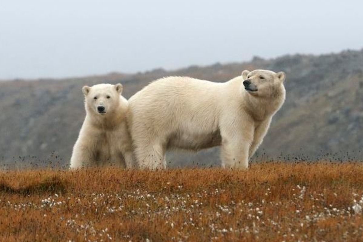 миграции медведя. белые медведи на аляске. миграция белых медведей. арктика белый медведь на льдине. охрана белых медведей.