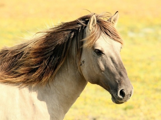 Депутат Госдумы назвал «вопиющей трагедией» расстрел лошадей на Алтае