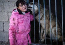 Жительница Санкт-Петербурга Татьяна Самбурова открыла собственный питомник для волков на Кавминводах