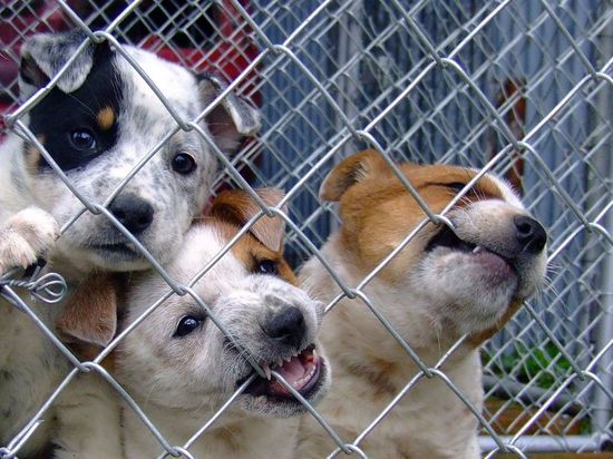 Приют в Апатитах грозится после выселения привести всех собак к зданию администрации