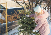 С 15 января в Подмосковье стартует экологическая акция «Подари вторую жизнь своей елке»