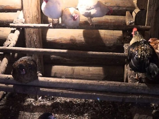 Из-за электрообогревателя в Каргополе погибли два десятка куриц