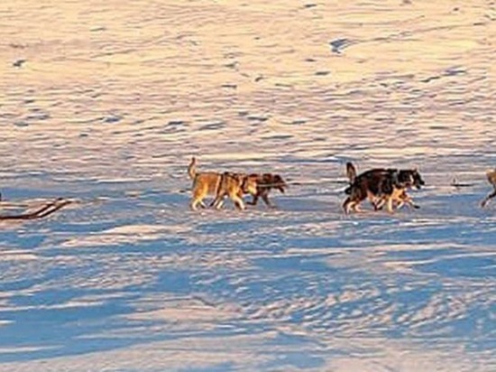 Первые гонки на собачьих упряжках в 2022 году состоялись на Чукотке