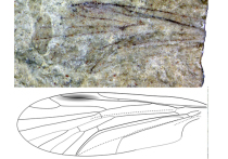 Отпечаток двукрылого насекомого возрастом более 240 млн лет ученые обнаружили в древних отложениях Германии