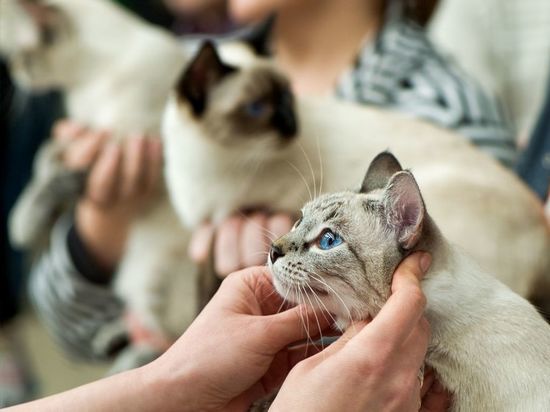 После жалобы посетителей выставку кошек в ТЦ «Плазма» в Мурманске проверили ветеринары