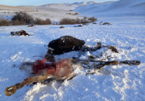 Фермер из Петропавловского района Николай Дроков, у которого неизвестные расстреляли 53 лошади, считает, что в следующий раз преступники могут напасть на людей