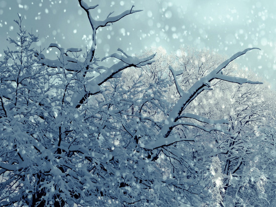 Циклон «Эльза» принес в Новгородскую область штормовой ветер и сильный мокрый снег