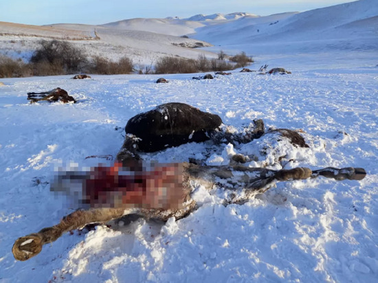 «Лучше бы меня застрелили»: владелец убитых на Алтае лошадей заявил, что преступники могут напасть на людей