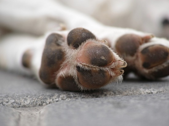 В Барнауле выбросили мертвую собаку у мусорных баков