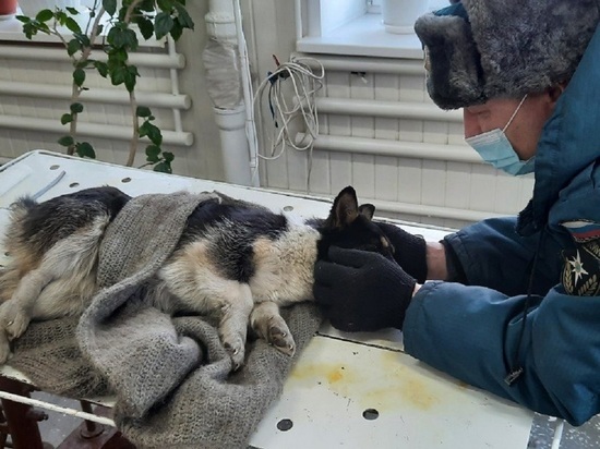 Алтайские пожарные спасли жизнь раненой собаке, которую бросили умирать