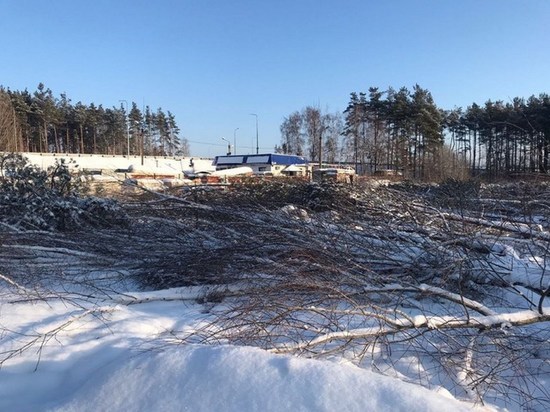 В Воронеже незаконно вырубили деревья на улице Изыскателей и Планетная