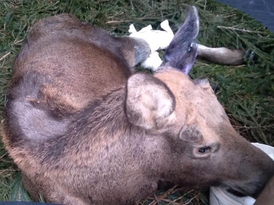 В Калужской области не удалось спасти раненого лосенка