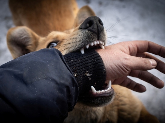 Жителей посёлка Орешкова в Улан-Удэ терроризировала стая собак