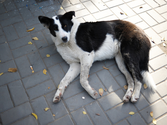 Бездомные собаки – одна из проблем Астрахани