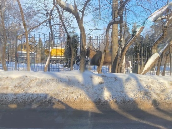 На по улицам Ярославля спокойно гуляет лось