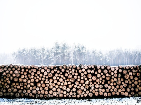 В Бурятии с 2022 года запрещено возить древесину без учета в ЛесЕГАИС