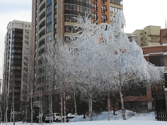 Деревья покрылись инеем из-за мороза в Новосибирске