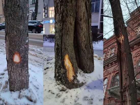 В центре Воронежа из-за уборки сугробов пострадали липы и каштаны